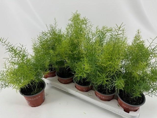 arr8 Aspar D Sprengeri