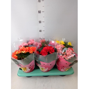 Begonia elat. DU   ...mix