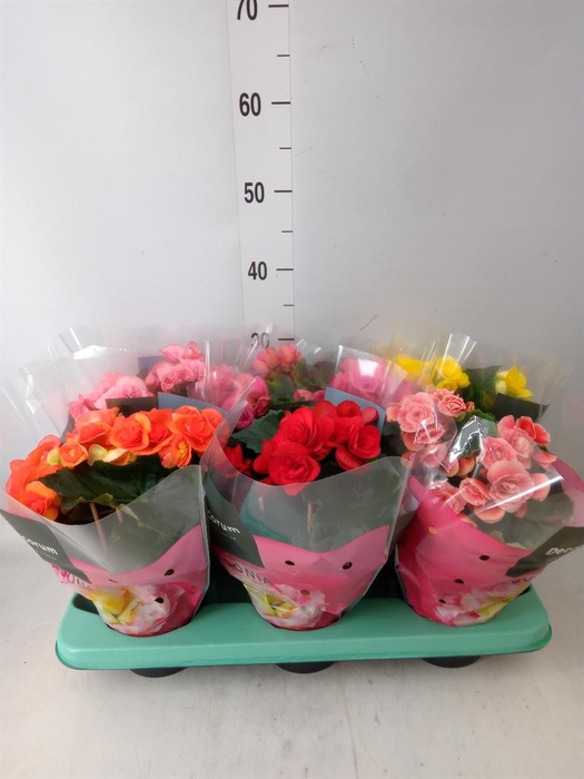 <h4>Begonia elat. DU   ...mix</h4>
