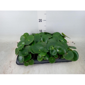 Peperomia polybotrya 'Raindrop'