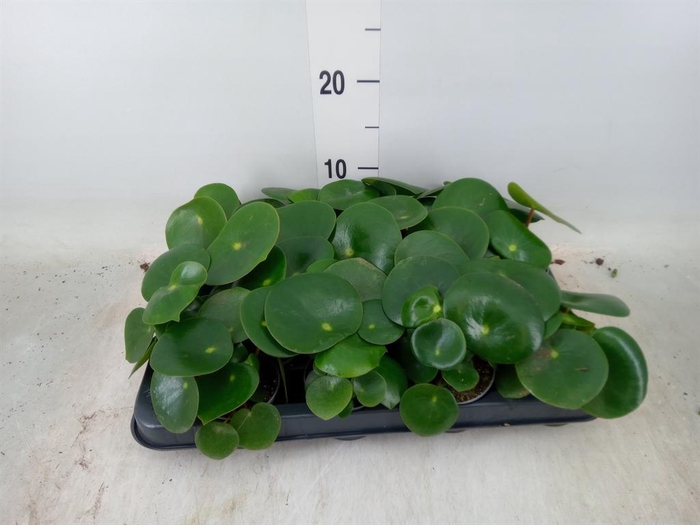 <h4>Peperomia polybotrya 'Raindrop'</h4>