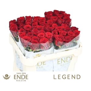 Rosa large red naomi!