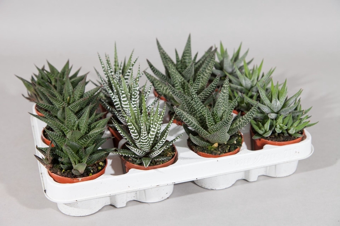 <h4>Haworthia gemengd</h4>