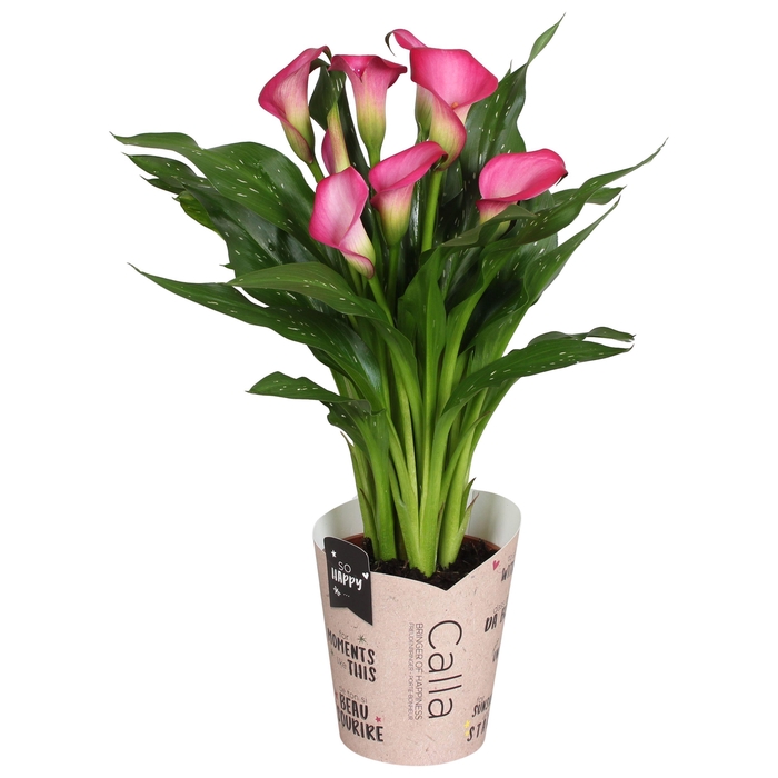 <h4>Zantedeschia Zazu SoHappyCalla roze met bruine gift potcover</h4>