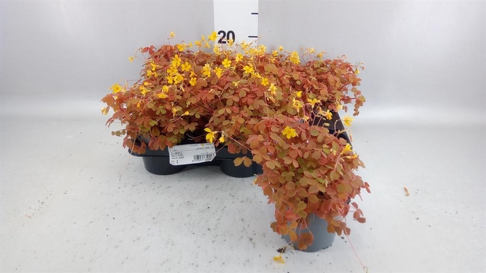 <h4>Oxalis   ...</h4>