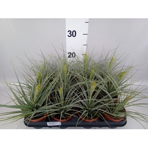 Tillandsia ionantha