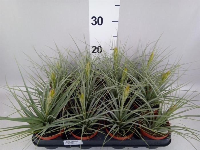 <h4>Tillandsia ionantha</h4>