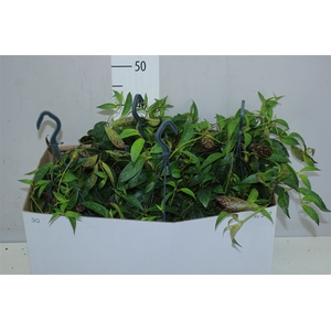 Aeschynanthus Marmoratus Hang