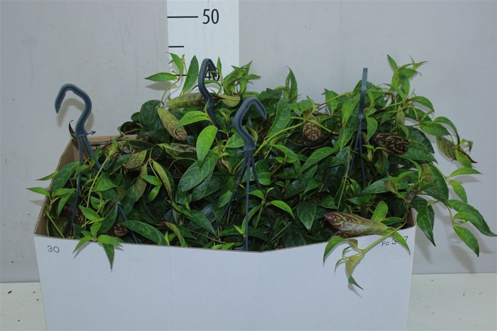 <h4>Aeschynanthus Marmoratus Hang</h4>