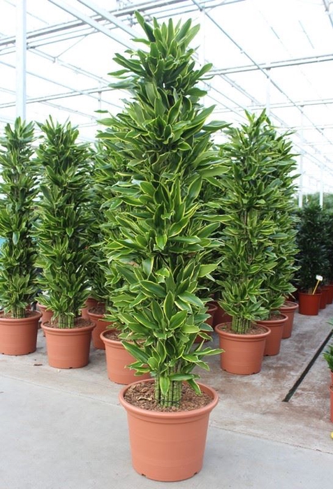 Dracaena Golden Coast