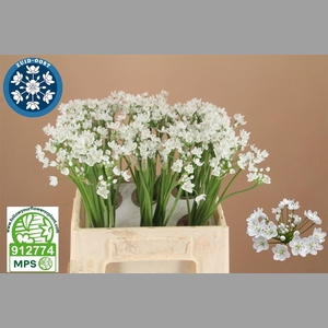 ALLIUM FLOCON