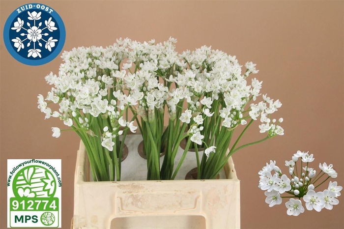 <h4>ALLIUM FLOCON</h4>