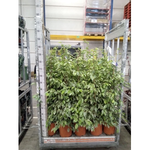 Ficus benja. 'Golden King'