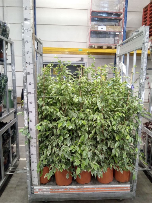 <h4>Ficus benja. 'Golden King'</h4>