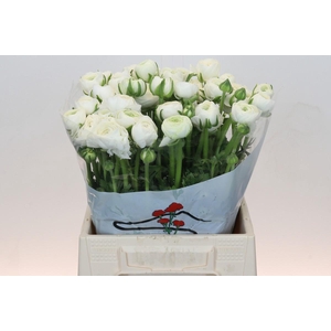Ranunculus Elegance White