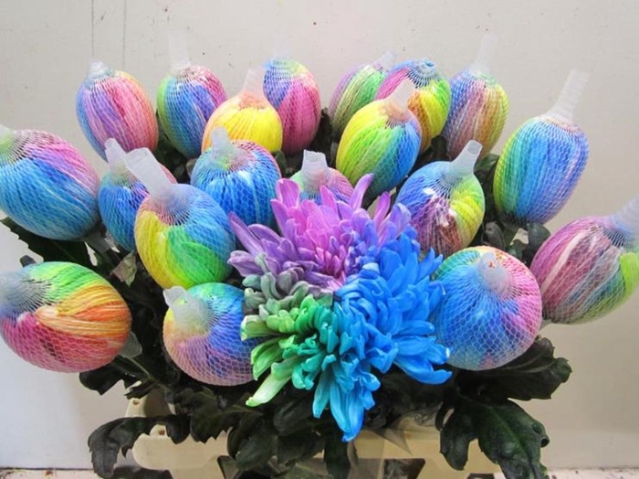 <h4>Chr G Antonov Rainbow</h4>