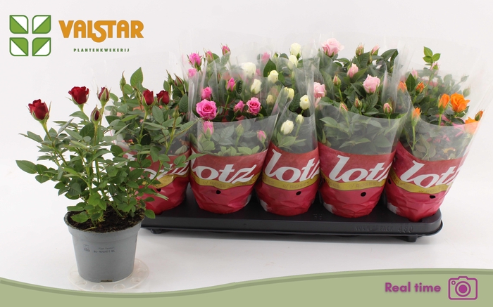 <h4>RO LOTZ OF GEM 6 KL</h4>