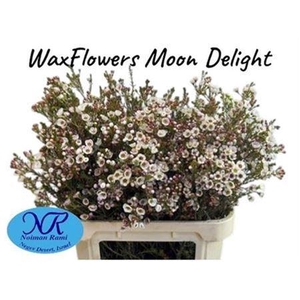 Chame Moonl Delight 80cm