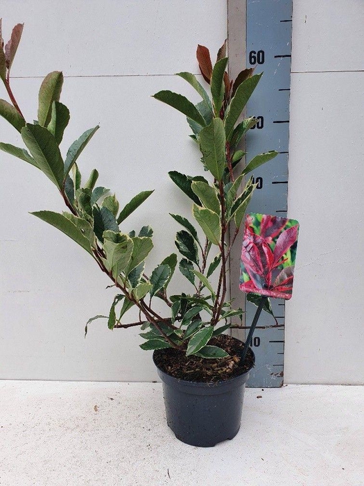 <h4>Photinia Fraseri 'Louise'</h4>