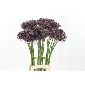Allium Cherry