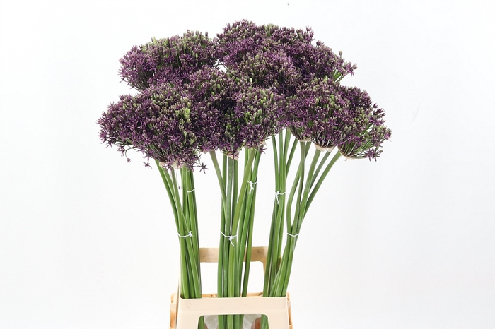 <h4>Allium Cherry</h4>