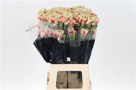 <h4>Di St Sequoia</h4>