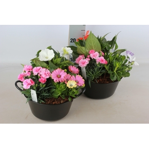 ARR TUINPLANTEN
