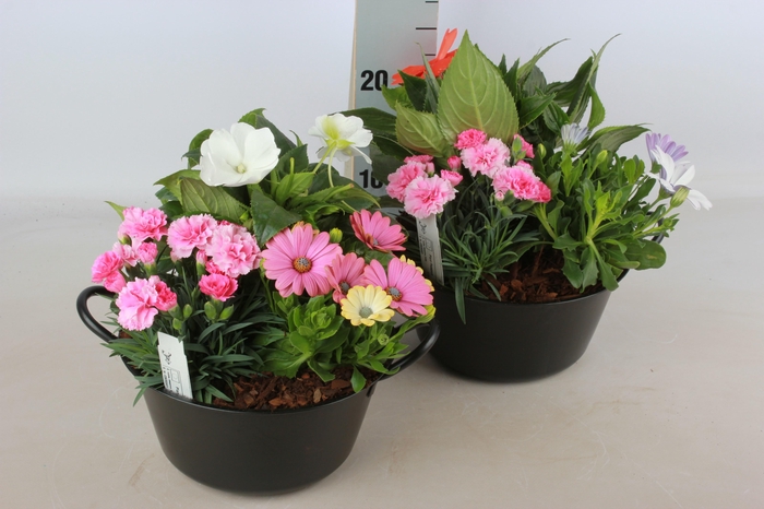 <h4>ARR TUINPLANTEN</h4>