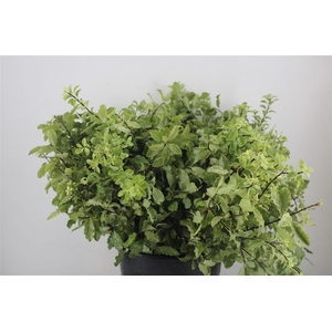 Pittosp Nevato Wit 150gr P Bunch