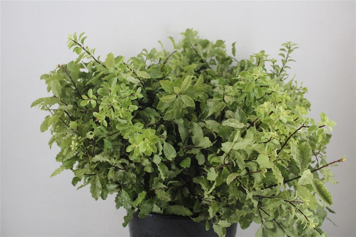 <h4>Pittosp Nevato Wit 150gr P Bunch</h4>