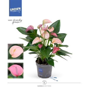 Anthurium - KARMA Joli DUO | 12cm