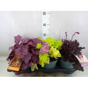 Heuchera  'Indian Summer'   ...mix