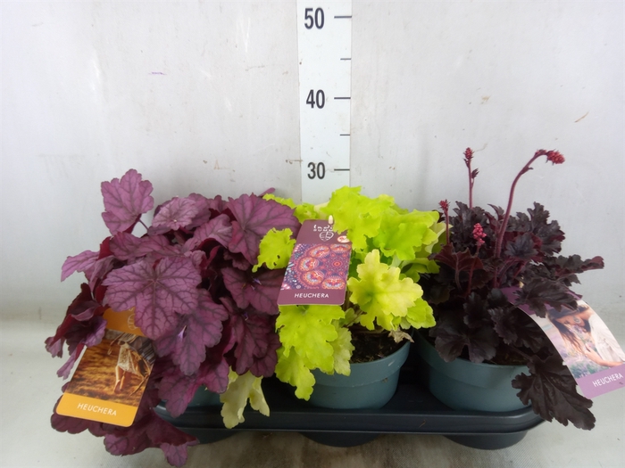 <h4>Heuchera  'Indian Summer'   ...mix</h4>