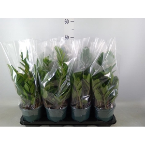 Zamioculcas zamiifolia