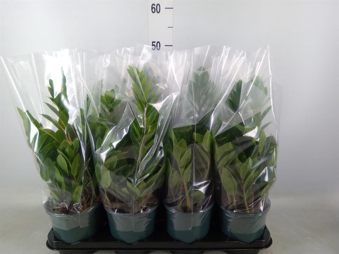 <h4>Zamioculcas zamiifolia</h4>