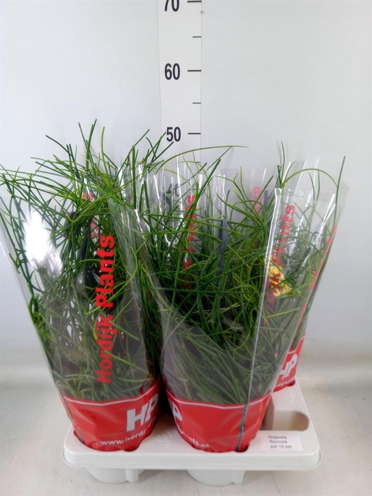 <h4>Rhipsalis floccosa</h4>