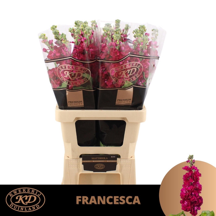 <h4>Matth Incana Francesca Extra</h4>