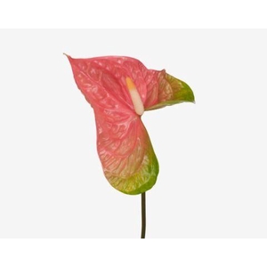 Anthurium Pink Jesolo