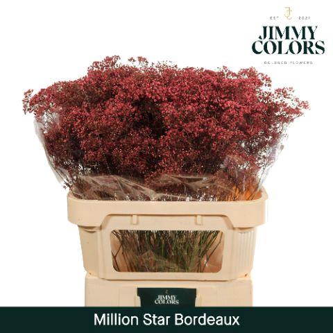 <h4>Gyps Million Star L80 Bordeaux</h4>