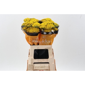 Achil Golden Prairie 60cm