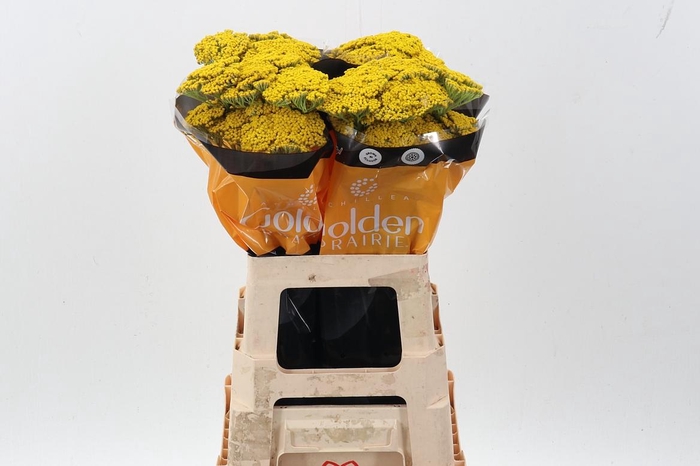 <h4>Achil Golden Prairie 60cm</h4>