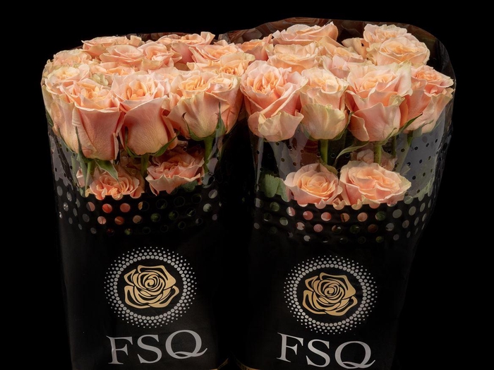 <h4>R GR Phoenix</h4>