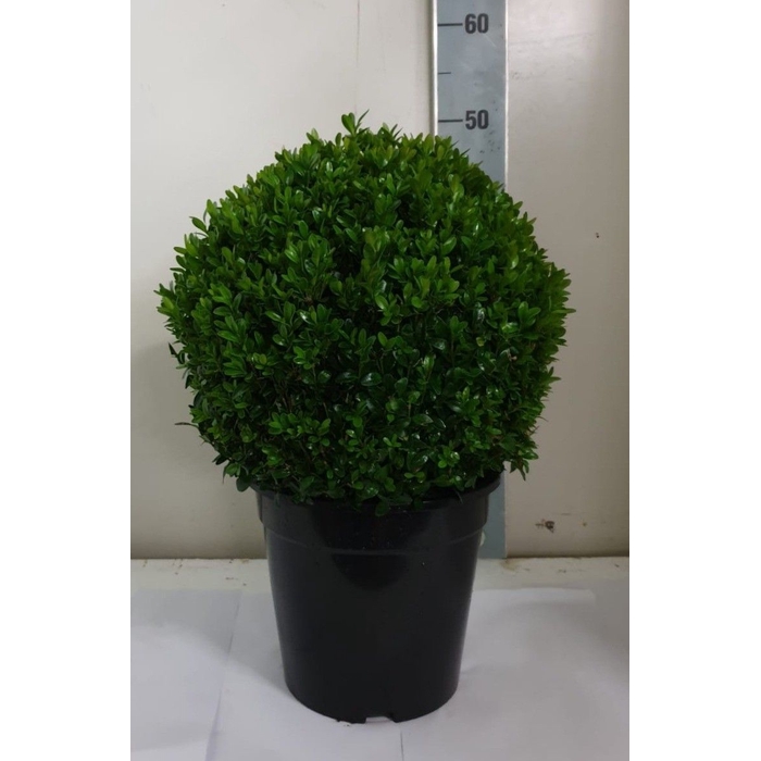 <h4>BUXU SEMPERVIRENS</h4>