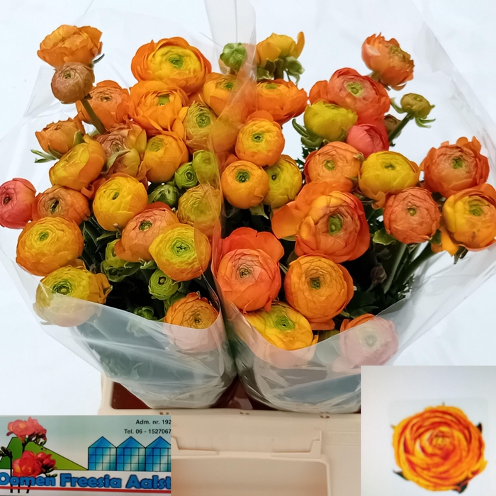 <h4>Ran Aazur Orange</h4>