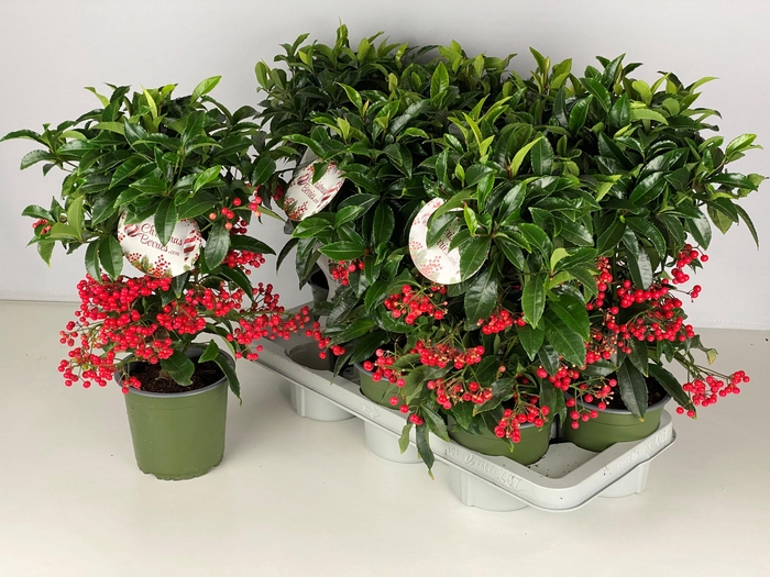 <h4>ARDIS CR BOS PR</h4>