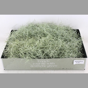 arr3 CP - Usneoides x6