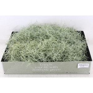 Arr3 Cp - Usneoides X6