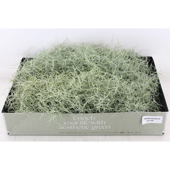 <h4>Arr3 Cp - Usneoides X6</h4>