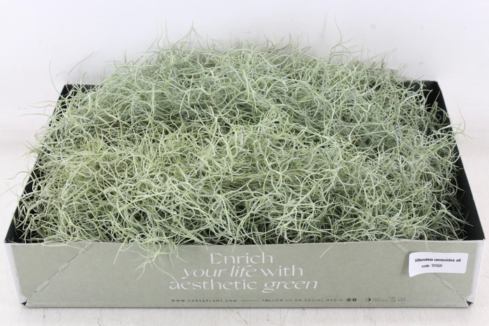 Arr3 Cp - Usneoides X6