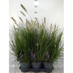 Pennisetum alopec. 'Hameln'